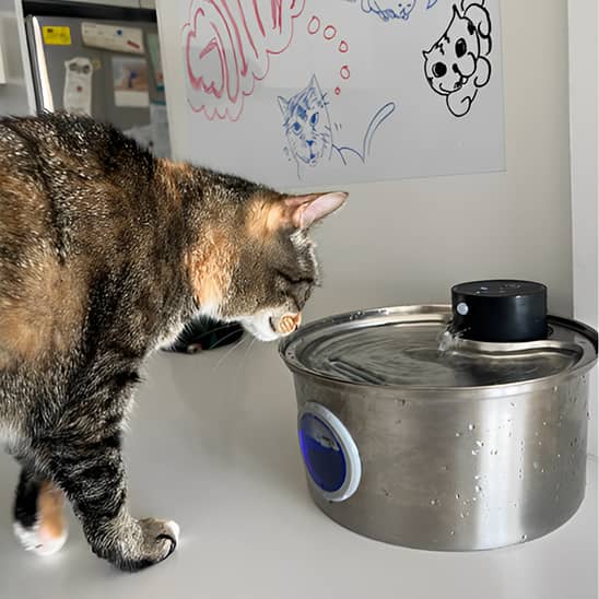 Fontaine-a-eau-chat-inox