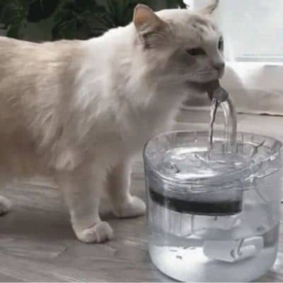 fontaine-a-eau-chat-robinet-capacit_2.8