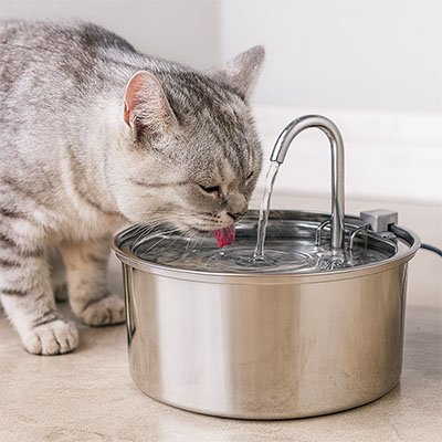chat gris bois dans sa fontaine a eau chat