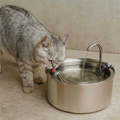 chat gris boit dans sa fontaine a eau chat