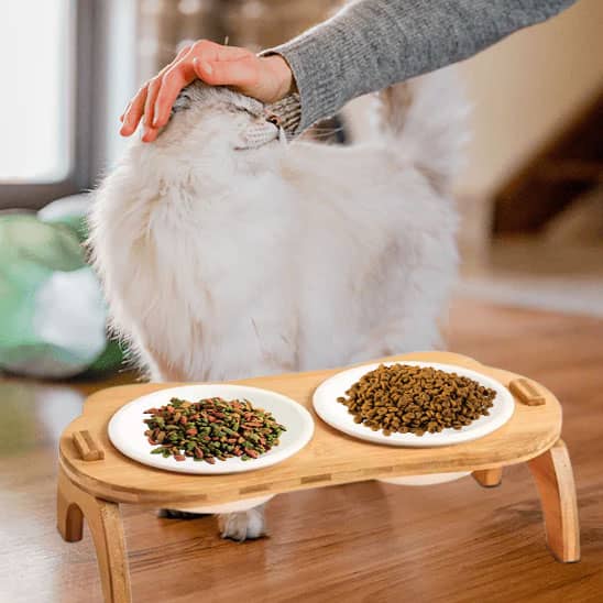 chat blanc caliné devant sa gamelle chat surelevee double bol ceramique