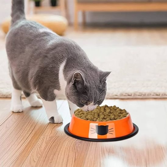 chat mange croquettes dans sa gamelle pour chat bol en inox