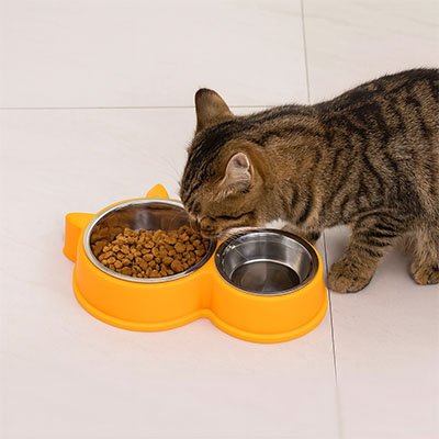 chat brun mange croquettes da sa gamelle pour chat double bols jaune