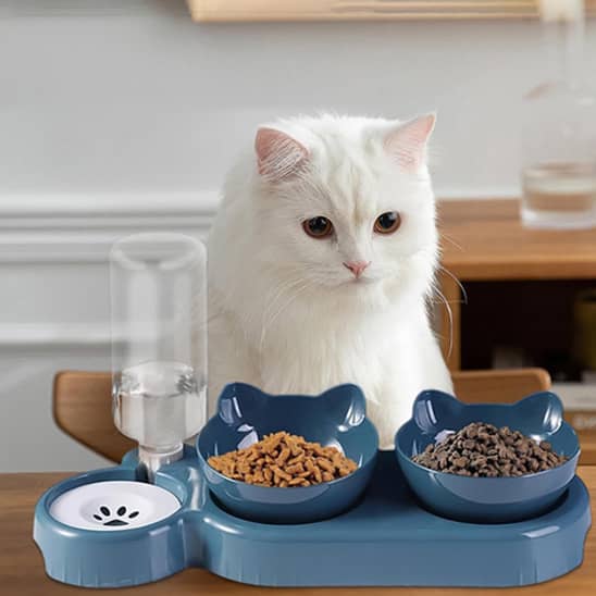 chat blanc devant gamelle chat bols avec distributeur d'eau bleu