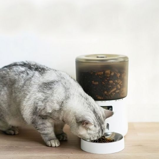 meilleur-distributeur-automatique-croquettes-pour-chat-chat-gris-mange