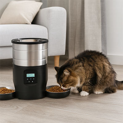 meilleur-distributeur-automatique-de-croquettes-pour-chat-chat-brun