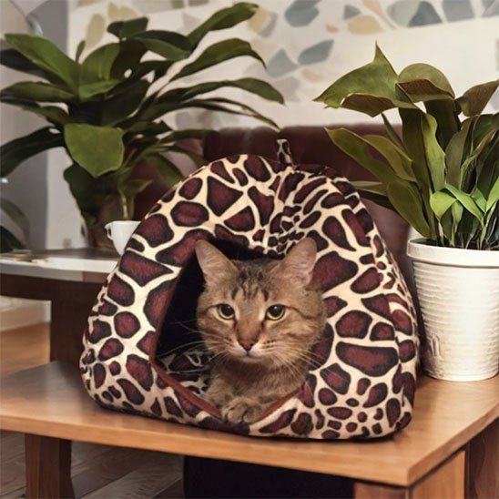 chat-dans-Niche-chat-motif-leopard