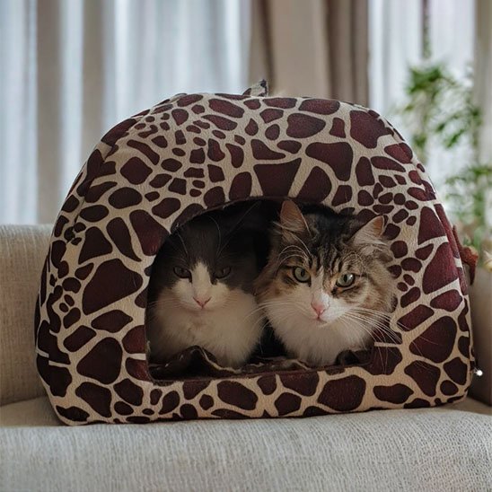 deux-chat-dans-Niche-chat-forme-dome-leopard-