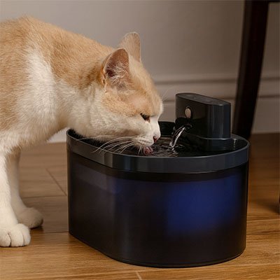 chat roux boit dans sa fontaine a eau chat