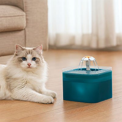 chat assied a cote de sa fontaine a eau chat bleu forme de cube