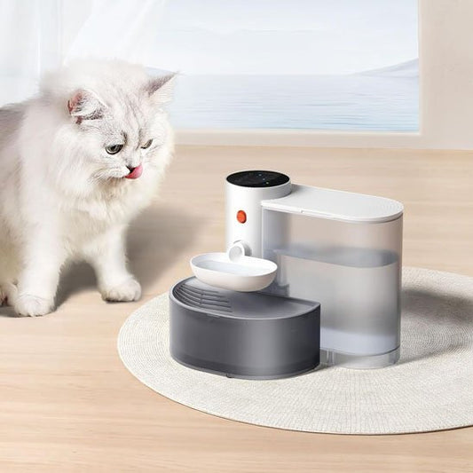 chat qui se dirige vers sa fontaine a eau chat