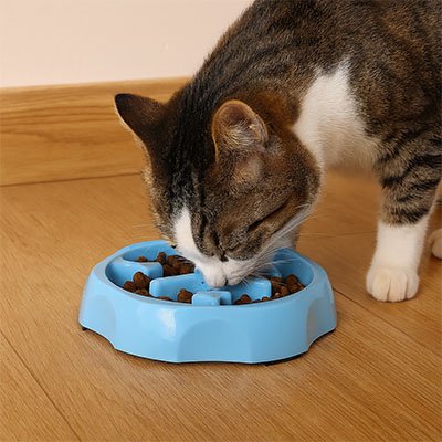 un chat mange dans gamelle anti glouton chat