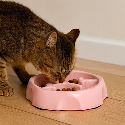 gamelle anti glouton chat labirinthe
