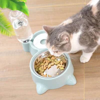 chat mange croquette devant gamelle chat avec distributeur d eau 