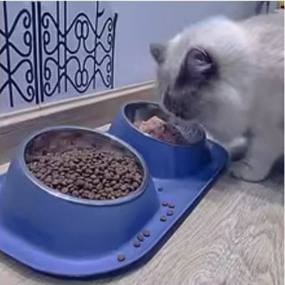 un chat mange dans sa gamelle chat bleu double bol