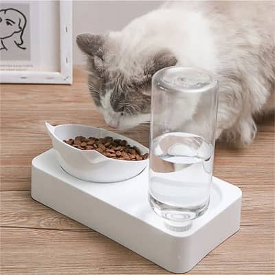 chat blanc mange dans sa gamelle chat orthopedique