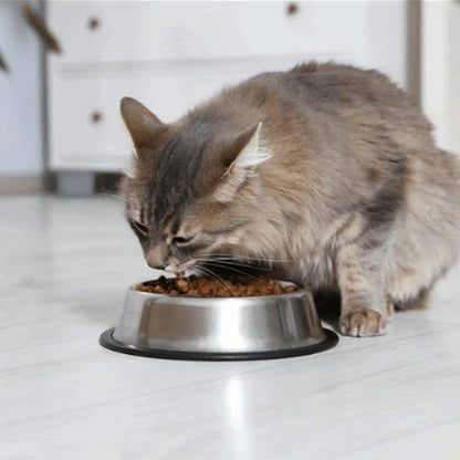 chat mange croquette gamelle chat inox antiderapent