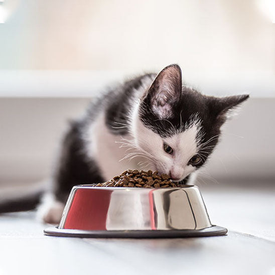 chat noir et blanc mange croquette gamelle chat acier inoxydable