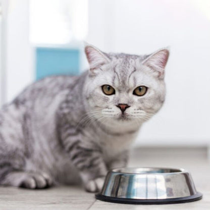 chat gris gamelle chat ronde design