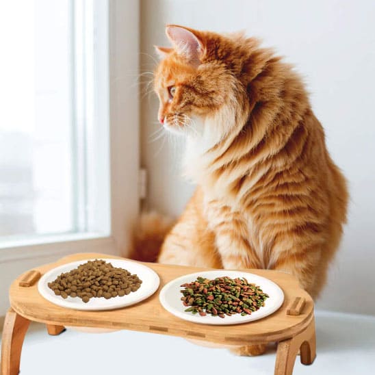 chat roux a cote de sa gamelle chat regardant par la fenetre