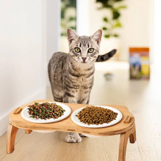 beau chat gris gamelle chat surelevee bol en ceramique