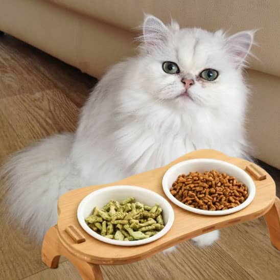 elegant gamelle chat surelevee devant chat blanc