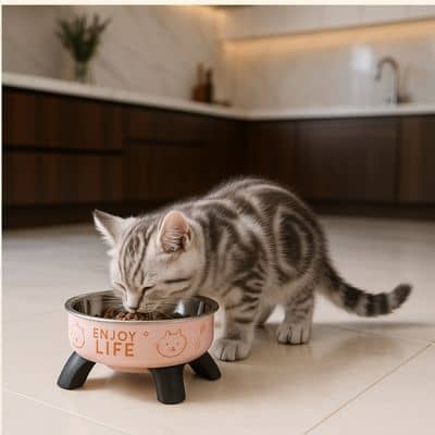 GAMELLE CHAT SURELEVEE | CARTOONBOL™