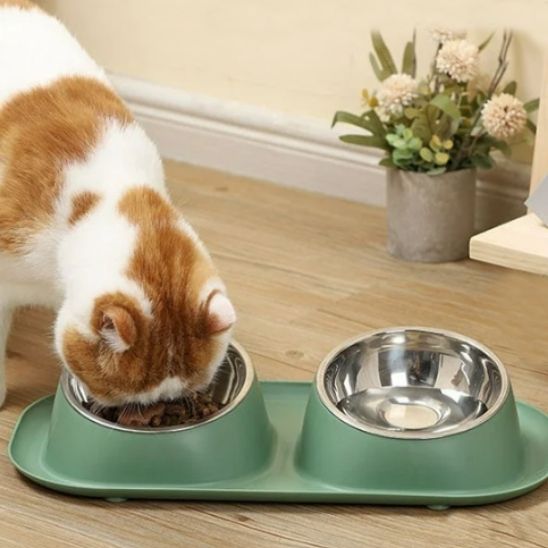 chat roux blanc mange croquettes dans gamelle chat vert 