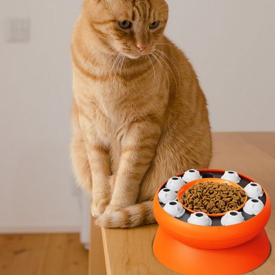 chat roux observe sa gamelle pour chat