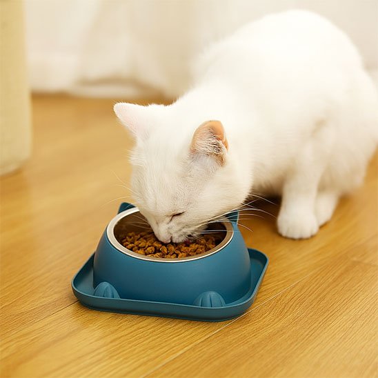 chat blanc mange dans sa gamelle pour chat bleu
