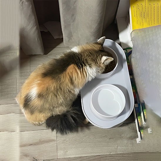 gamelle pour chat avec protection pour capter croquettes