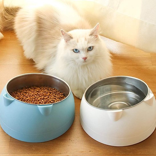chat blanc couche devant gamelle pour chat blanc et bleu
