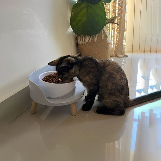 chaton mange dans sa gamelle pour chat grise