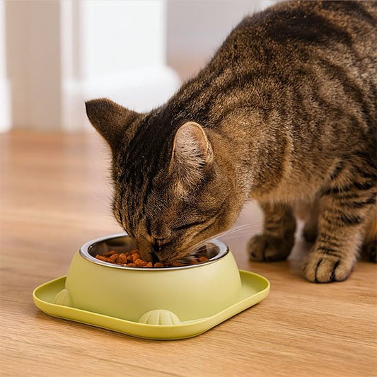chat mange dans sa gamelle pour chat vert