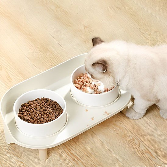 chaton blanc manque ces croquettes gamelle pour chat blanc 