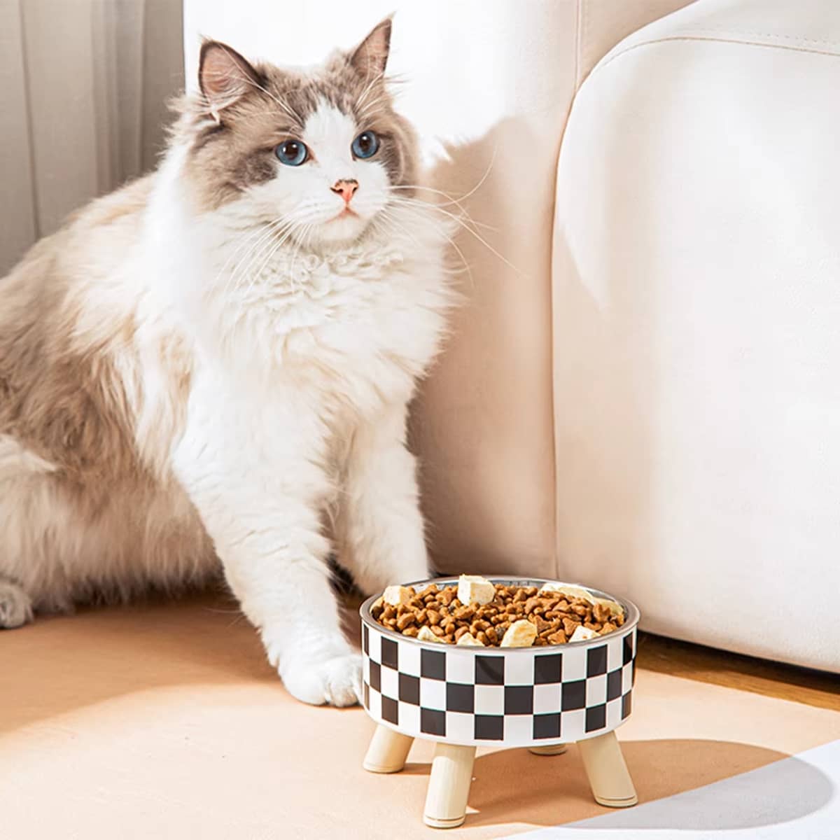 chat blanc et gris assied devant sa gamelle chat surelevee 