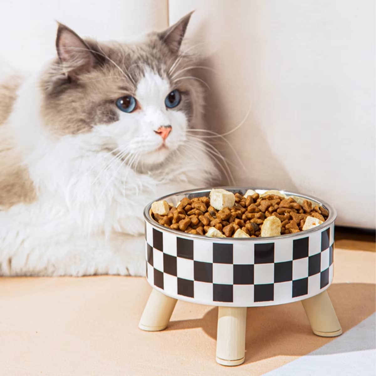 chat blanc aux yeux bleu assied devand gamelle chat damier
