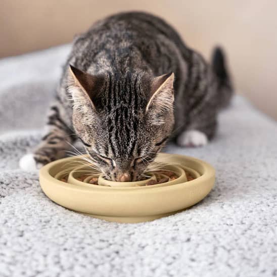 gamelles-anti-glouton-chat-ceramique