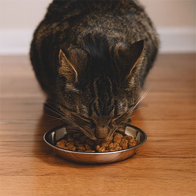chat mange dans sa gamelles chat