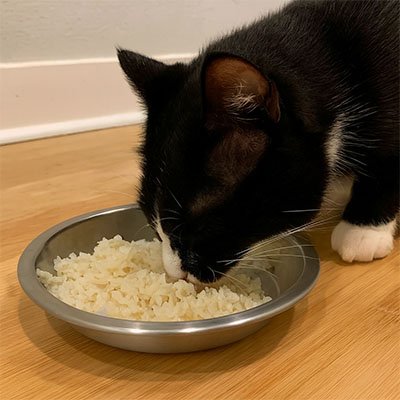 chaton noir mange dans sa gamelles chatons 