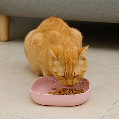 chat roux mange dans sa gamelles chat rose