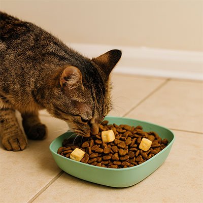 chat mange croquettes dans sa gamelles chaton vert