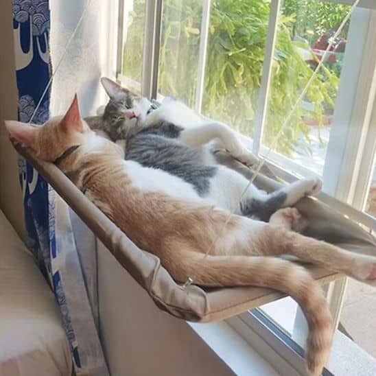 hamac pour chat avec 2 chat couch