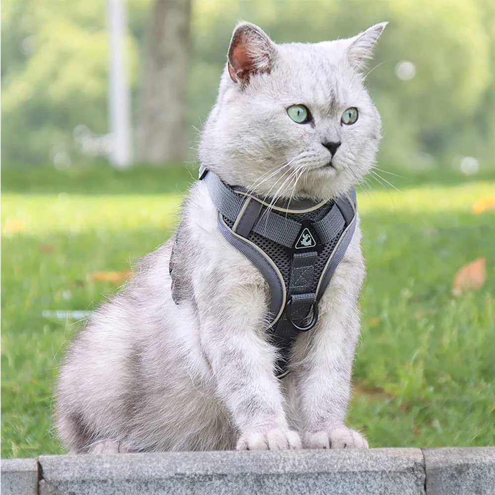 harnais chat gris