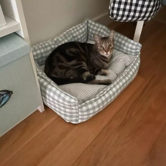 chat-dans-panier-chat-gris