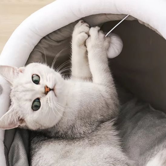 chat gris agrippe son pompom dans son panier chat