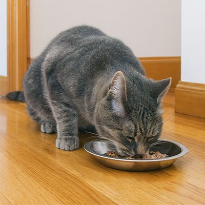 Gamelles chaton | Inox Comfort